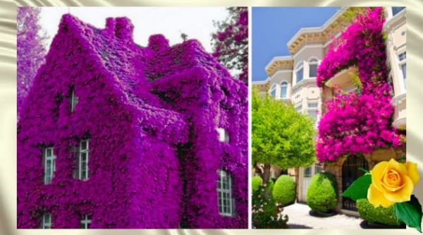 Красивые дома, что буквально тонут в цветах