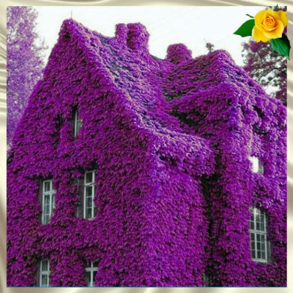Красивые дома, что буквально тонут в цветах