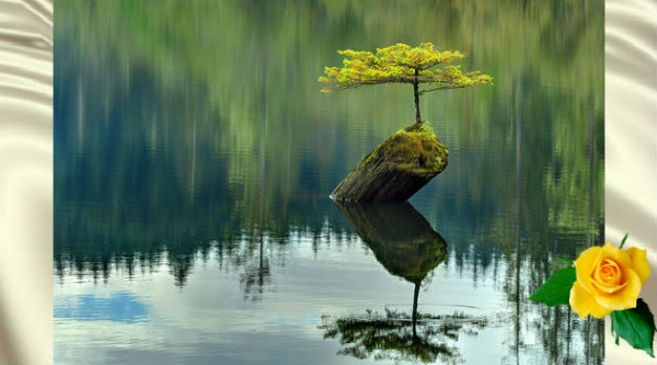 Деревья бонсай невероятной красоты — 30+ фото