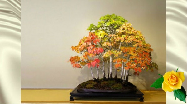 Деревья бонсай невероятной красоты — 30+ фото