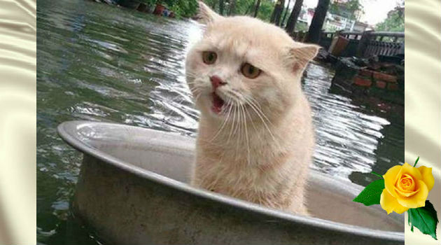 Во время наводнения этот котик придумал как выжить